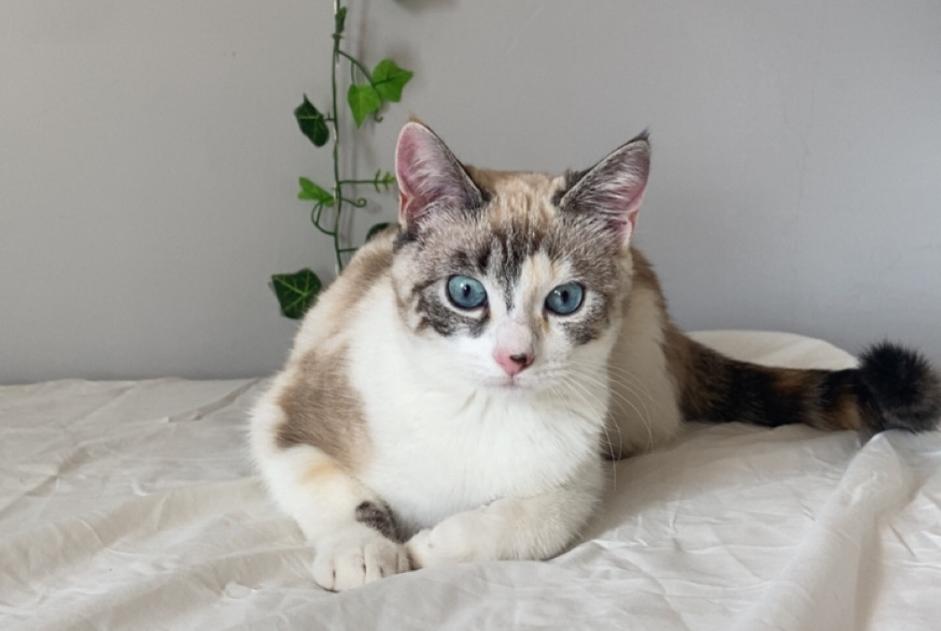 Vermisstmeldung Katze Weiblich , 1 jahre Toulouse Frankreich Vermisstmeldung Katze Weiblich , 1 jahre Toulouse Frankreich