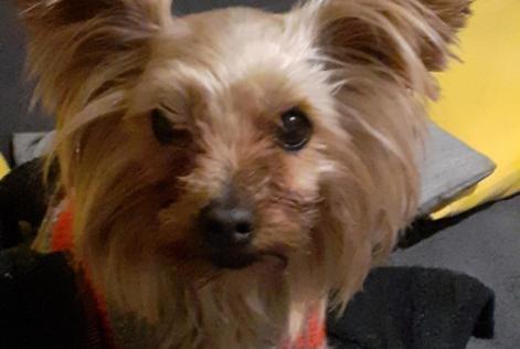 Alerta de Desaparición Perro Hembra , 9 años Villefranche-de-Lauragais Francia Alerta de Desaparición Perro Hembra , 9 años Villefranche-de-Lauragais Francia