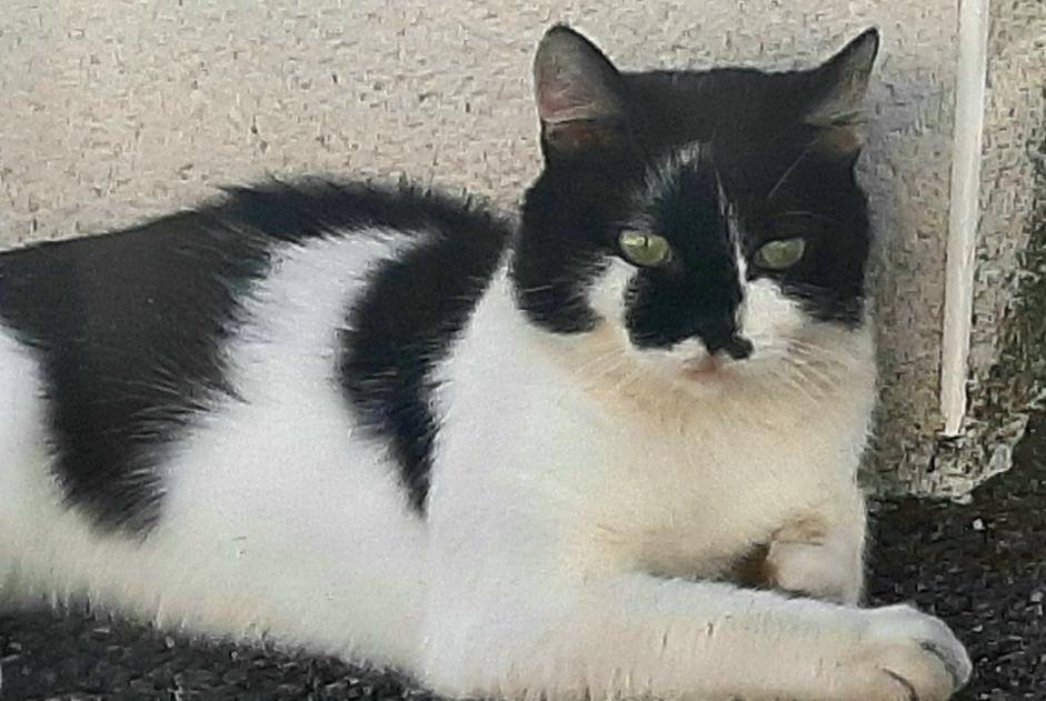 Alerte Disparition Chat croisement Mâle , 3 ans Toulouse France Alerte Disparition Chat croisement Mâle , 3 ans Toulouse France
