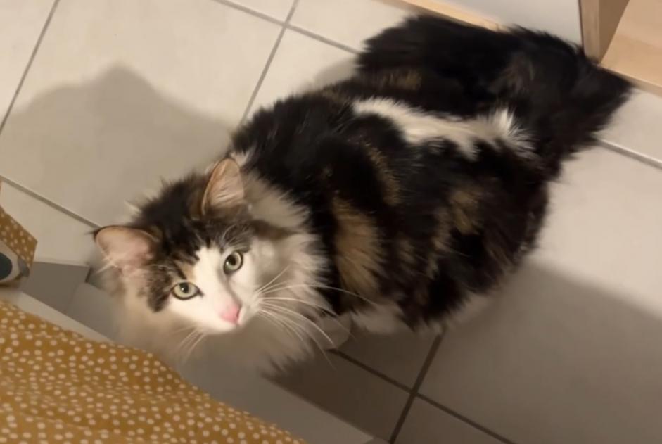 Alerte Disparition Chat croisement Mâle , 2 ans Toulouse France Alerte Disparition Chat croisement Mâle , 2 ans Toulouse France