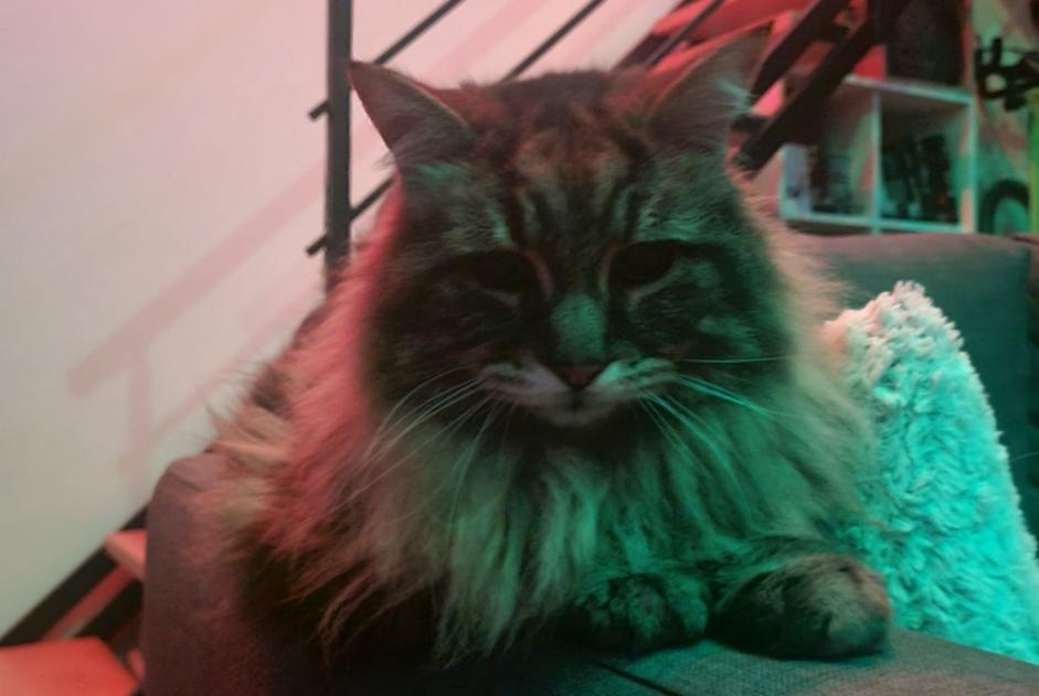 Alerte Découverte Chat Inconnu Beauzelle France Alerte Découverte Chat Inconnu Beauzelle France