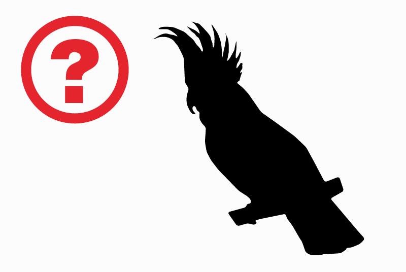 Alerte Disparition Oiseau Femelle , 2025 ans L'Union France