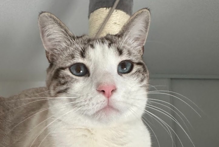 Alerta desaparecimento Gato  Fêmea , 1 anos Toulouse France