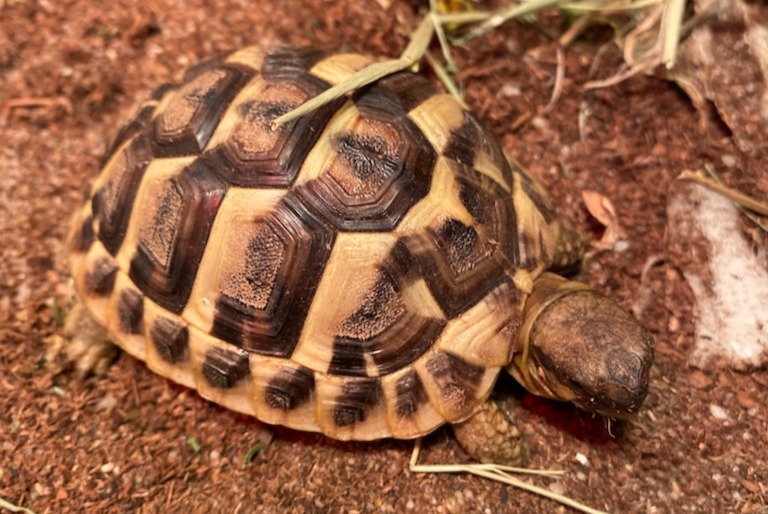 Alerta desaparecimento Tartaruga Fêmea , 2025 anos Frouzins France Alerta desaparecimento Tartaruga Fêmea , 2025 anos Frouzins France